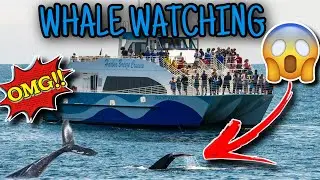 WE WENT ON THE HARBOR BREEZE CRUISE! 🐬 🐋 😳 (Long Beach, Ca)