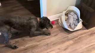 Sarge and the PetDroid