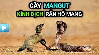 Cuộc đời CẦY MANGUT - Đối đầu rắn Hổ Mang