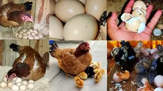 Aseel hen hatching eggs || hen naturally hatched the chicks from eggs