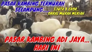 THE PRICE IS GETTING MORE AND MORE DESTROYED//ADI JAYA GOAT MARKET, CENTRAL LAMPUNG