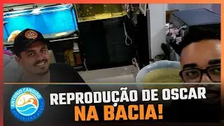 MUITOS filhotes de Peixe Oscar!