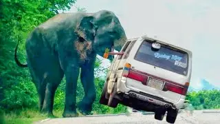 A wild elephant attacks the van.  People panic