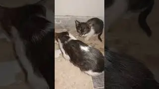 cat with cute kitten feeling cold 🥶