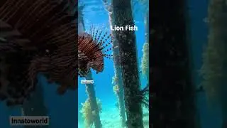 Lion Fish In Red Sea | #shorts #viral #lionfish #fish
