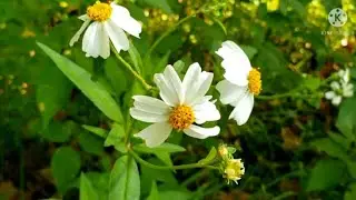 Harvesting Wild Edible and Medicinal Plants from the yard | Bidens Alba and Goldenrod