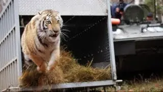 Zolushka is Released back into the Wild!