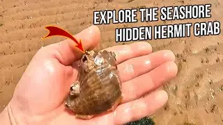 Catching Sea Creatures: How to Catch a Hidden Hermit Crab and a Giant Sea Anemone at Low Tide
