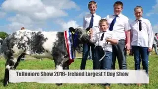 Belgian Blue International 2016