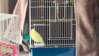 Funny pretty pet Canary bird video of the bird chirping and beeping😊❤️🐦