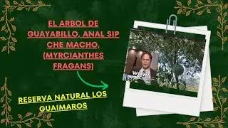 EL ARBOL DE GUAYABILLO, ANAL SIP CHE MACHO, (MYRCIANTHES FRAGANS)