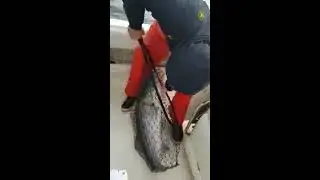 Mid Atlantic rockfish shootout tournament 2017 big striper!