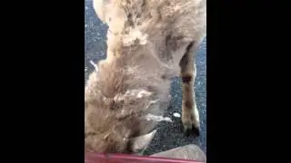Sheep real close-up