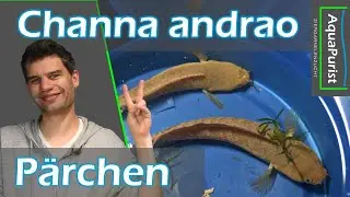 Pärchen Bildung 💕 Channa andrao - Ab nach draußen in den IBC!