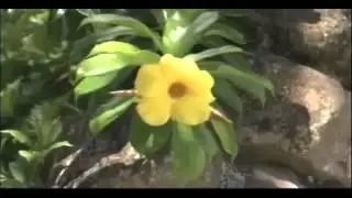 Fiji Beqa Lagoon Resort