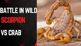 Battle in wild Scorpion vs crab #crab #scorpion #facts 