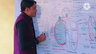 Structure & Function Of Male Reproductive System Unit 7 2nd Year Bio lecture One Front & Back view