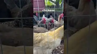 Free Calcium for Your Girls! Feeding Chickens Their Egg Shells! #shorts #eggs #chickens #calcium