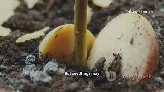 Save Big! Apple & Peach Seed Germination Explained