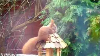 Eichh&ouml;rnchen klaut Vogelfutter