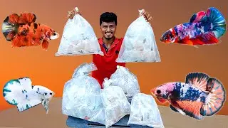 Unboxing! Imported Betta Fish | புதிதாக வந்த மீன்கள்! | Nemo Candy Plakat & Full Moon Betta Fish