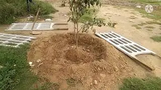 removing old tree guard to protect newly planted ficus tree