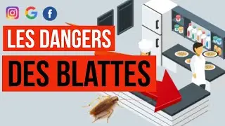 D&eacute;sinsectisation : Quels sont les dangers et les risques sanitaires caus&eacute;s par les blattes cafards ?