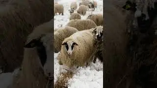 Il cielo si schiarir&agrave;
