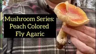 Mushroom Series: Peach Colored Fly Agaric