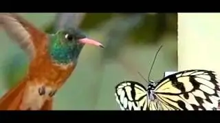 ハチドリのホバリングを超スローで　Hovering　hummingbird