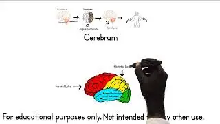 Brain Anatomy Part 2 Somali Translation