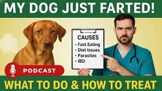 Why Is My Dog So Gassy? 🐕 Vet Explains Causes & Remedies