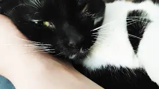 V8 engine cat loud purring