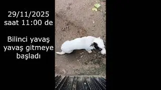 Arabacı Palisi Maylo zehirlendi 28-11-2025 (4 aylık)
