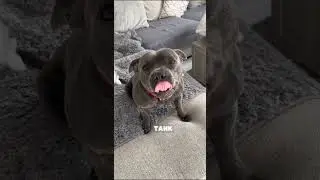 The Shittiest Dog Breed, Meet the Staffy #shorts