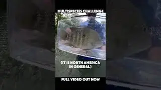 Fly Fishing Multi-Species Challenge: Rio Grande Cichlid (Texas Native Species)