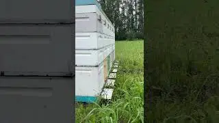 На гречке 30 июля