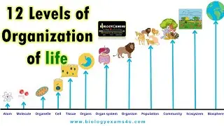 Levels of Biological Organization of Life || 12 Levels from Atom to the Biosphere