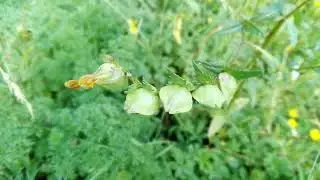 Rhinanthus minor (Yellow-rattle)
