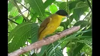 Black capped Bulbul couple