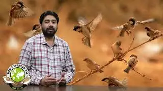 World Sparrow Day | GHS Chak Ram Singh Wala | Headmaster Ranjit Singh | Save the Sparrows