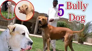 5 Pakistani Bully Dog | 5 Bully Kutta | Top Class 5 Bully Mastiff Dog