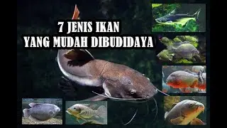 7 JENIS IKAN YANG MUDAH DIBUDIDAYA | BUDIDAYA IKAN | IKAN AIR TAWAR - IKAN GURAME -IKANLELE-IKAN MAS