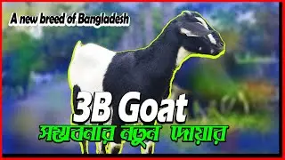 ছাগলের সম্ভাবনাময়ী নতুন জাত 3B goat   A Bangladeshi new breed