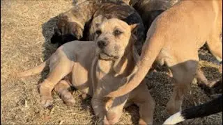 Pure Quality Canines home of the Americane da Presa.We breed family companions and home protectors.