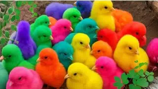 Tangkap Ayam Lucu, ayam warna warni, ayam rainbow, kelinci lucu, bebek lucu, ikan koi, Hewan Lucu