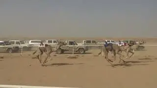 الشوط الرئيسي للجذاع القعدان 5كم ( شاهين / عبدالله بن سلمان الحويطي
