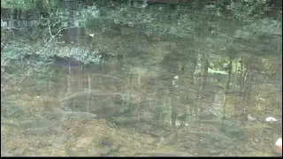 Hundreds and hundreds of Shad, PAULINSKILL river, Blairstown NJ mid July
