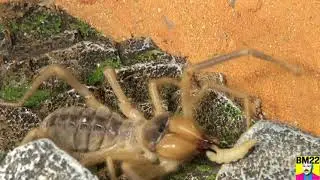 Fred the Camel Spider Solifugae Eating Worms