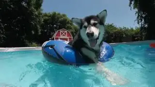 Tonka the Alaskan Malamute's How to Enter a Pool The FUN Way!